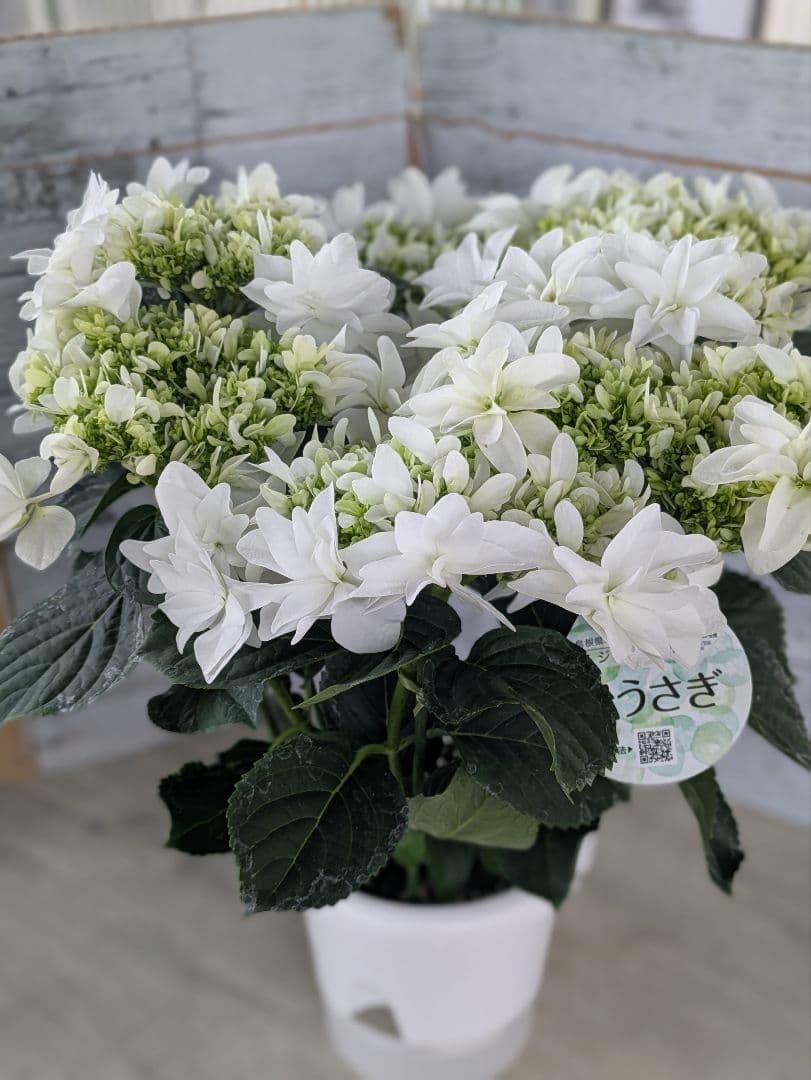 Amazon.co.jp: 希少 鉢まま 紫陽花月うさぎ ハイ ンジア月うさぎ5号鉢