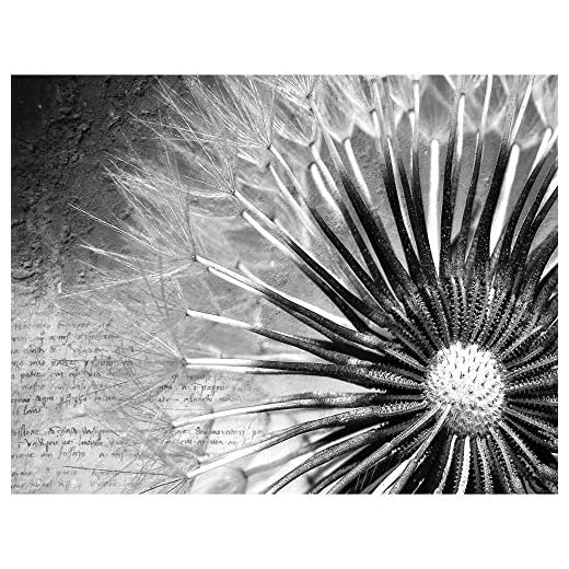 Fototapet Pusteblommor svart vit vintage vägg tapet vardagsrum sovrum kontor hall dekoration väggbilder modern väggdekor blomma, 350 cm x 245 cm (137,8 x 96,5 tum)