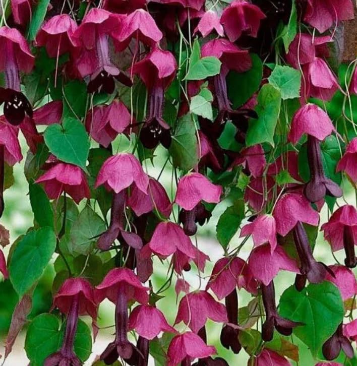 1 Pack of 10 SEEEDS Purple Bell Vine - Rhodochiton atrosanguineus