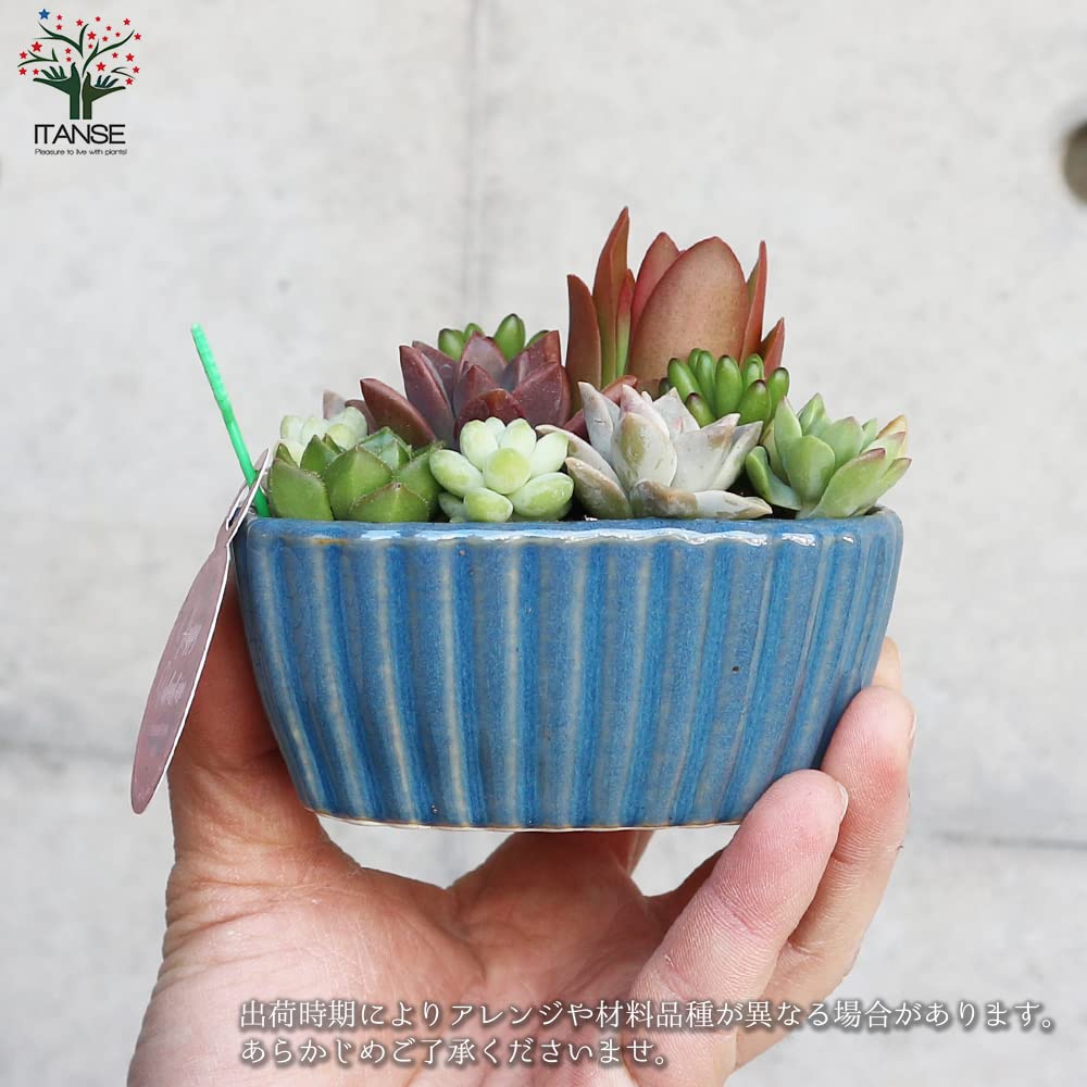 【天然石・石鉢・ハート型石鉢・寄せ植え鉢・多肉植物鉢・小品盆栽鉢・コケ鉢】庭石 Amazon.co.jp: ITANSE 多肉寄せ植え ハート鉢ブルー 1個売り
