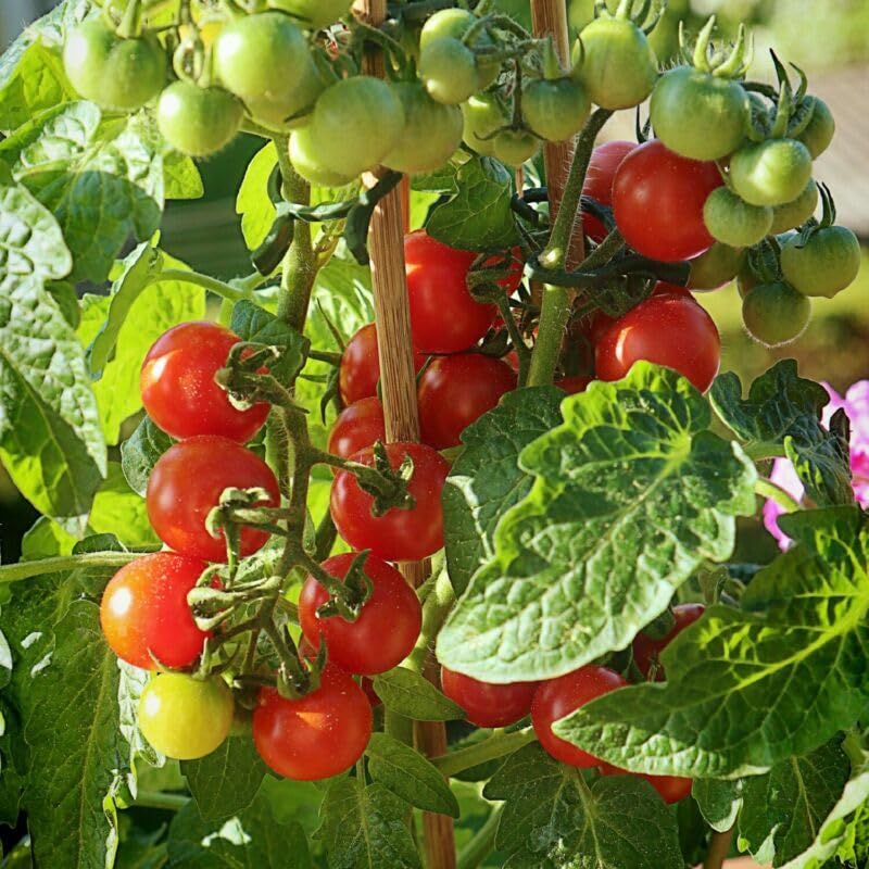 Buy4Seeds 10 Seeds Tomato Cherry Sweet Aperitif Easy to Grow