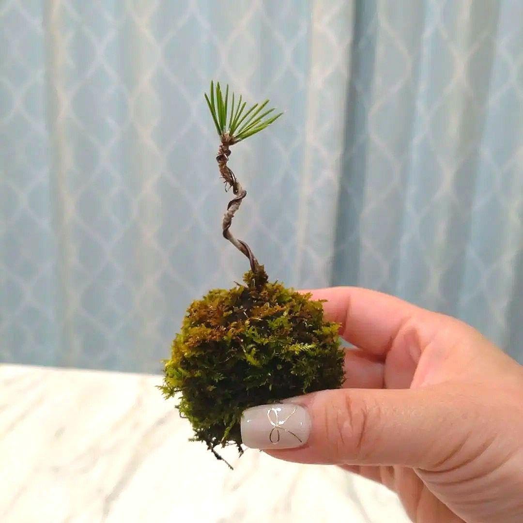Amazon｜ミニ盆栽 クロマツ苔玉 手のひらサイズ 観葉植物｜観葉植物