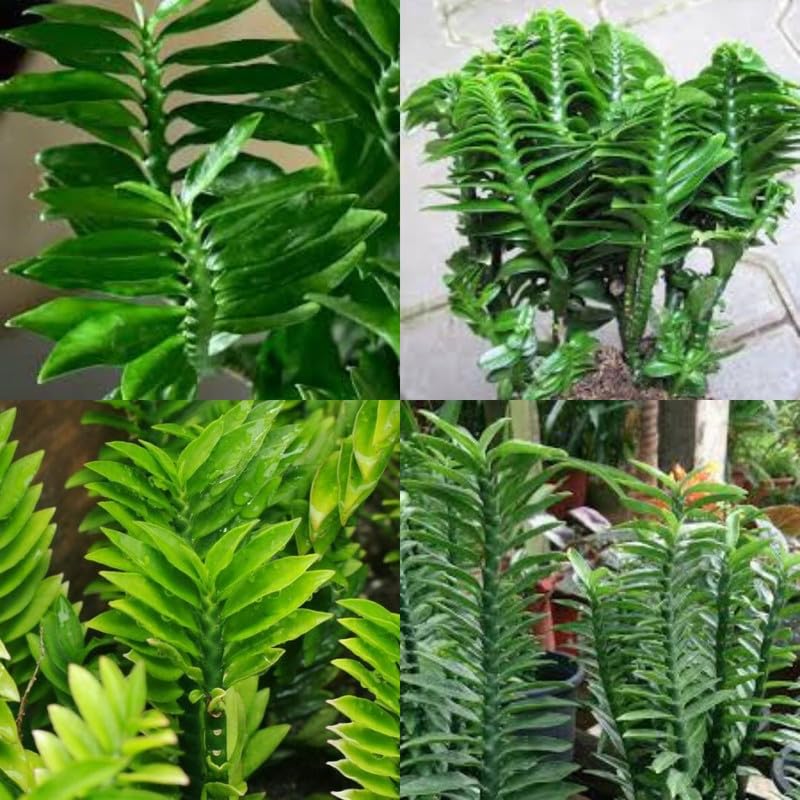 Zigzag plant live, Devils backbone Pedilanthus tithymaloides Kannadikalli Redbird cactus Zigzag plant pack of 1-image-18