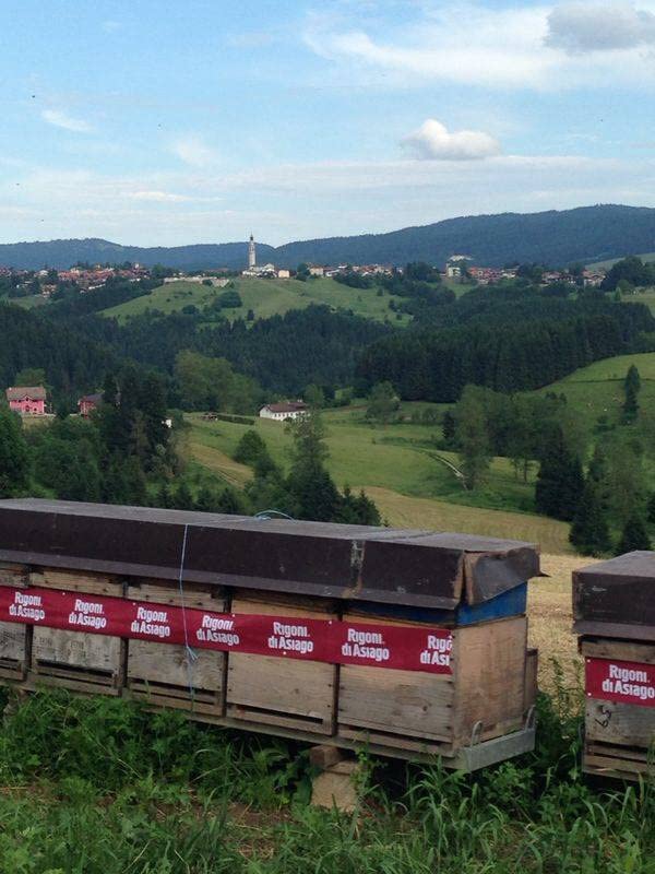 Miniatura 3 de Rigoni - Miel de los Alpes italianos, 10.58 onzas (paquete de 6)