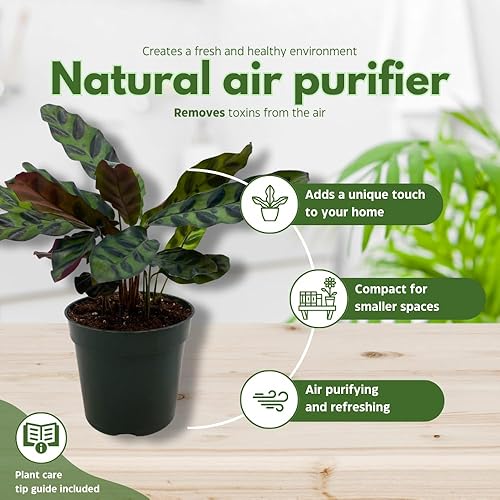 Miniatura 8 de Calathea Lancifolia, serpiente de cascabel, planta de oración, serpiente de cascabel, maceta de 4 pulgadas