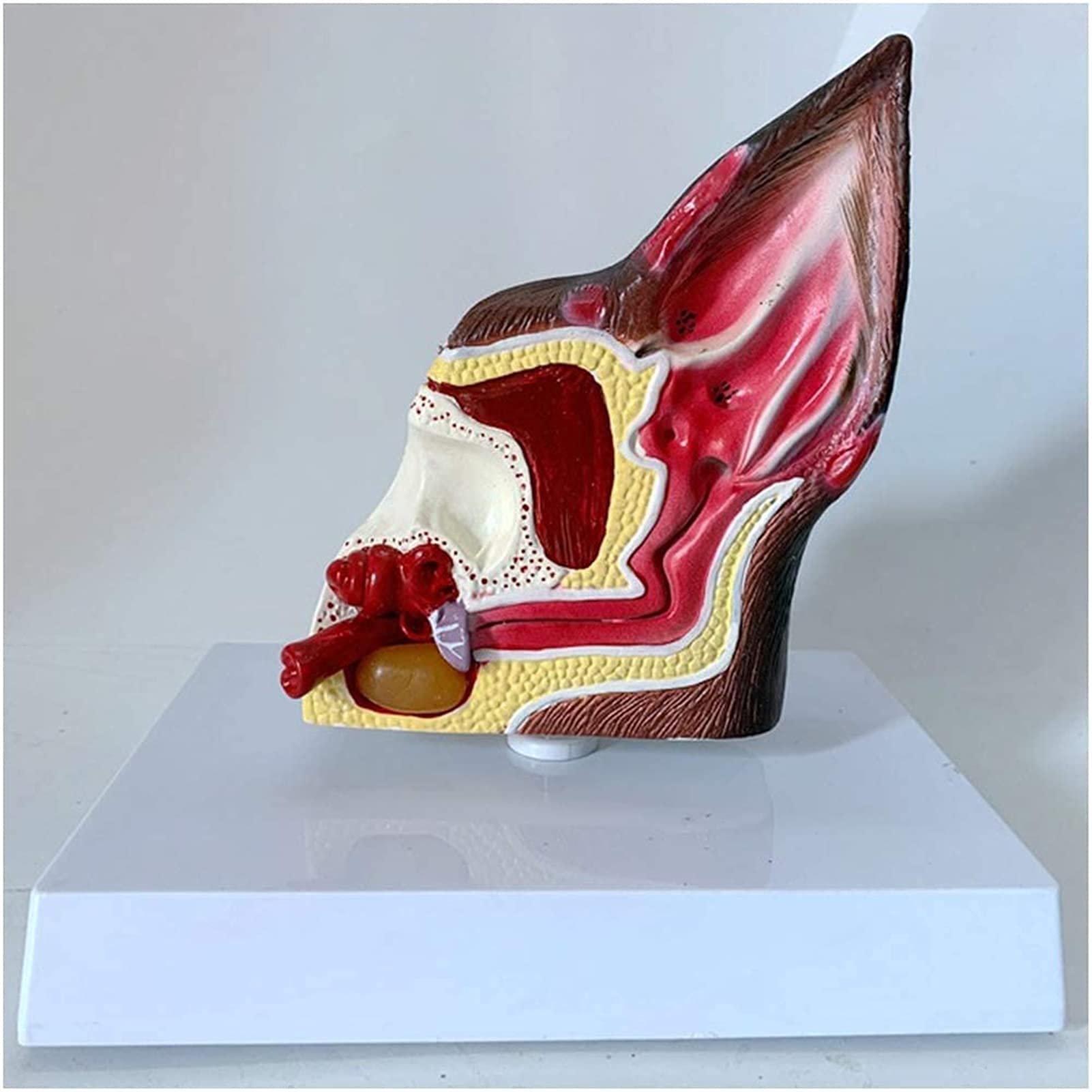 Model szkieletu, anatomiczny model ucha psa, model ucha psa, model medycznego ucha psa, model do nauki, nauczania, model medyczny do demonstracji medycznej