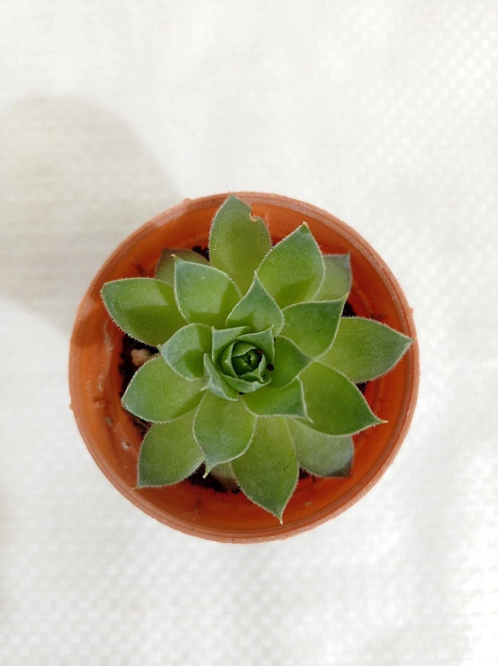 See full amazon price history chart for Ohhsome Lakshmi Kamal Plant For Pots Home Lakshmikamal Succulent (Healthy Live Plant) Ohhsome Lakshmi Kamal Plant For Pots Home Lakshmikamal Succulent (Healthy Live Plant) (B09HN3KDDP) Amazon Price History, Amazon Price Tracker