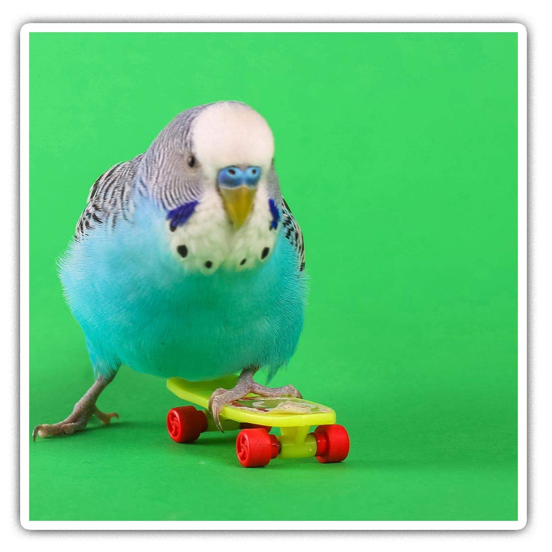 2 x 7.5cm Square Vinyl Stickers - Budgie Skateboard Parrot Bird Decals 44482