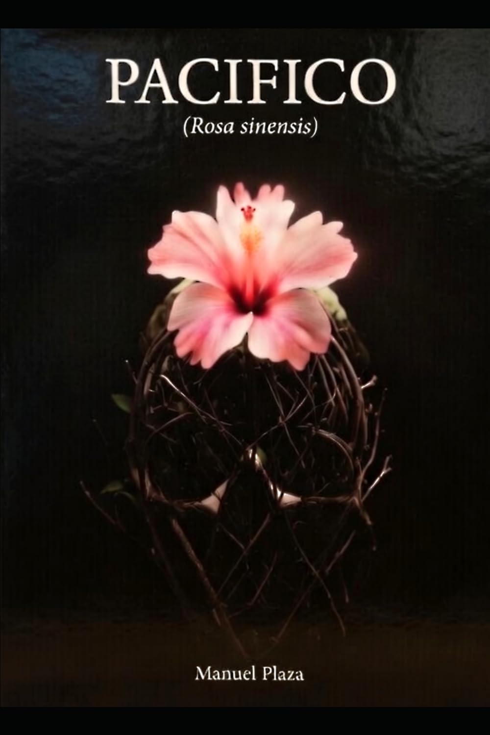 Pacífico: Rosa sinensis