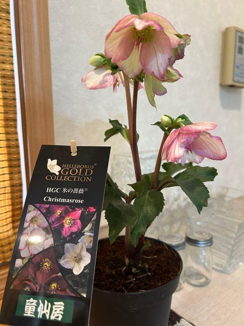 クリスマスローズ 氷の薔薇 ゴールドコレクション 童仙房 ピコティー