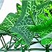 Hojas de césped artificiales para decoración de plantas verticales, 40 x 60...
