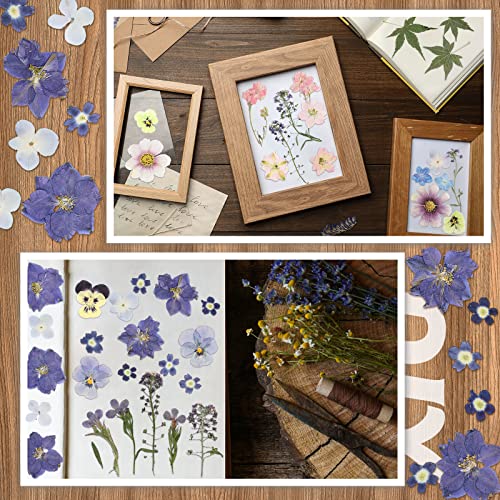 image for Nuanchu Pressed Flowers Resin Flowers for Resin Mold, Real Daisy Dried