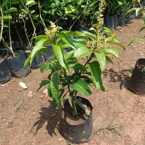 Image of Combo 2 Alphonso Mango Tree Hybrid Amba Mango Plant Grafted King Of Fruits