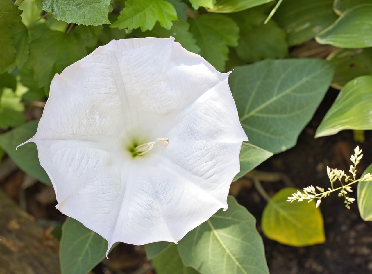 4 Live Plants - Moonflower Vine, White Morning Glories, Tropical White Morning-Glory, Moon Vine, Night Blooming