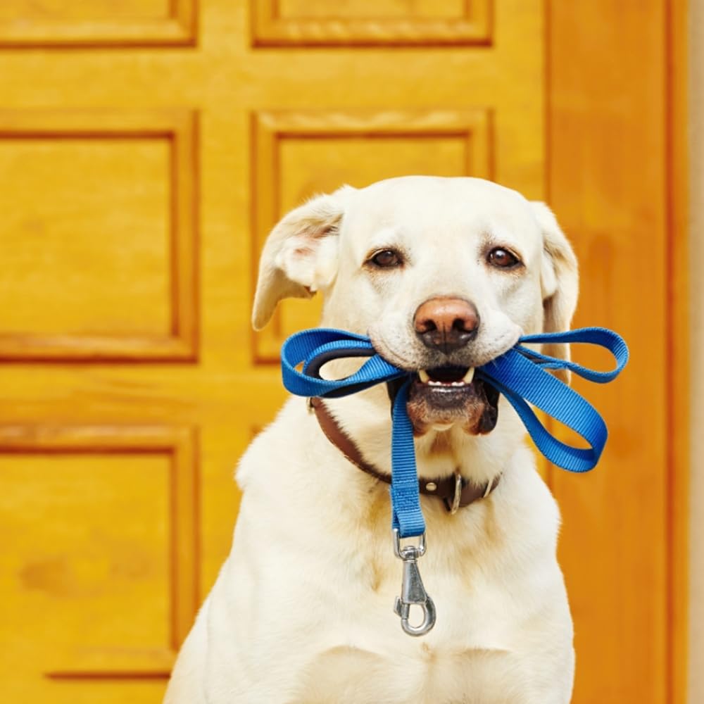 3 PCS Dog Lead Clips Square Eye 360° Leash Swivel Snap Hook Heavy Duty Trigger Clips Clasp Buckle for Connecting Pet Collars Keychains Dog Leash - Image 4