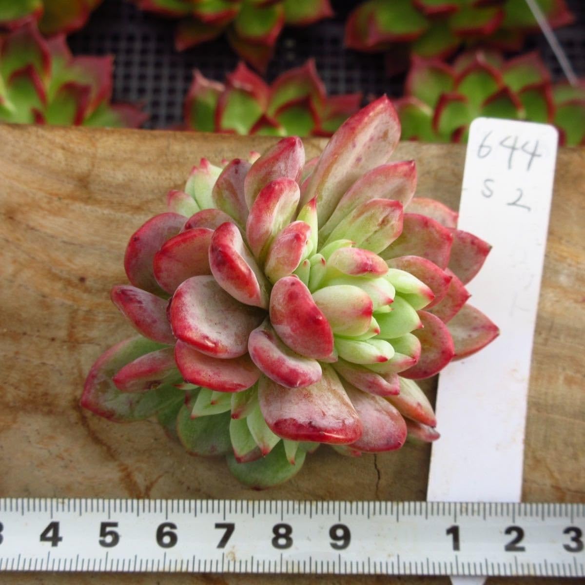 Amazon.co.jp: 多肉植物 シャインブライト 大苗 韓国苗 美苗