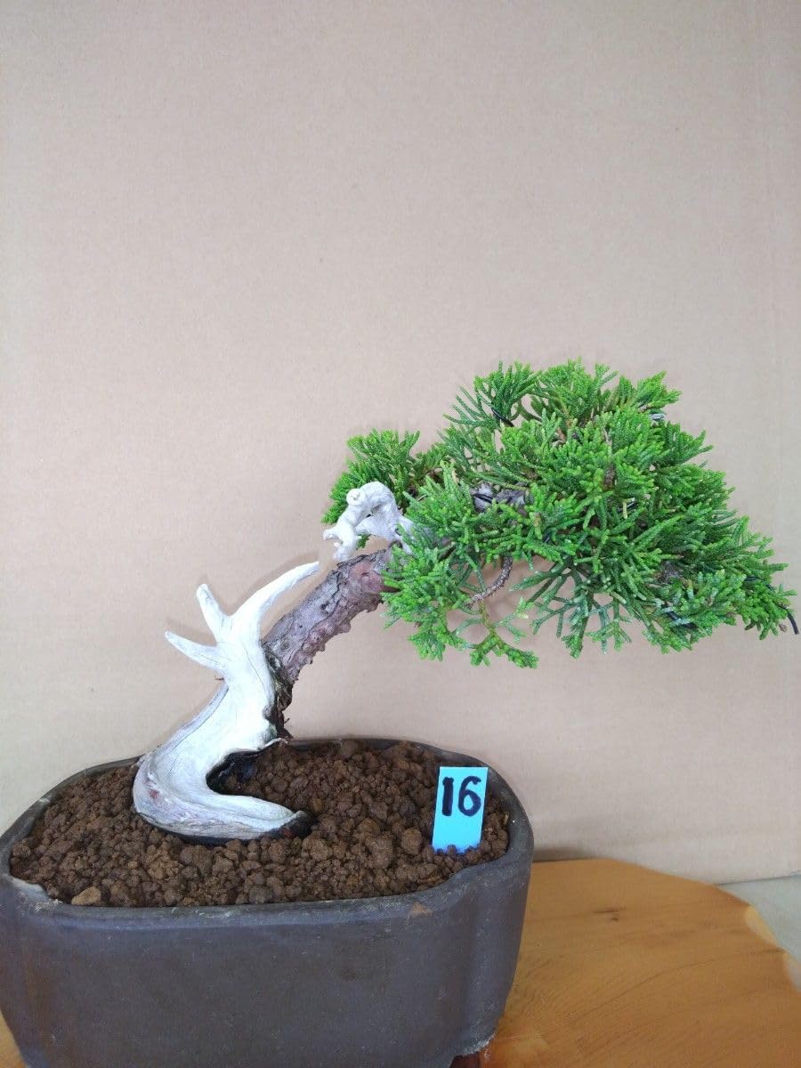 糸魚川真柏　[捻幹斜幹木]　貴風盆栽 糸魚川真柏 [捻幹斜幹木] 貴風盆栽 模様木 フラワー・ガーデニング 真