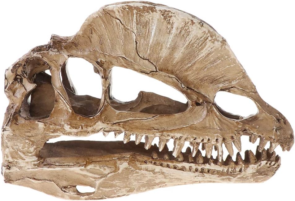 Dilophosaurus Dinosaur Skull Resin Crafts Skeleton Teaching Model Halloween Home Office Decoration Dinosaur Model