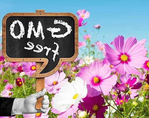 Miniatura 5 de 10 piezas de semillas de rosa arco iris arbusto de flores perenne