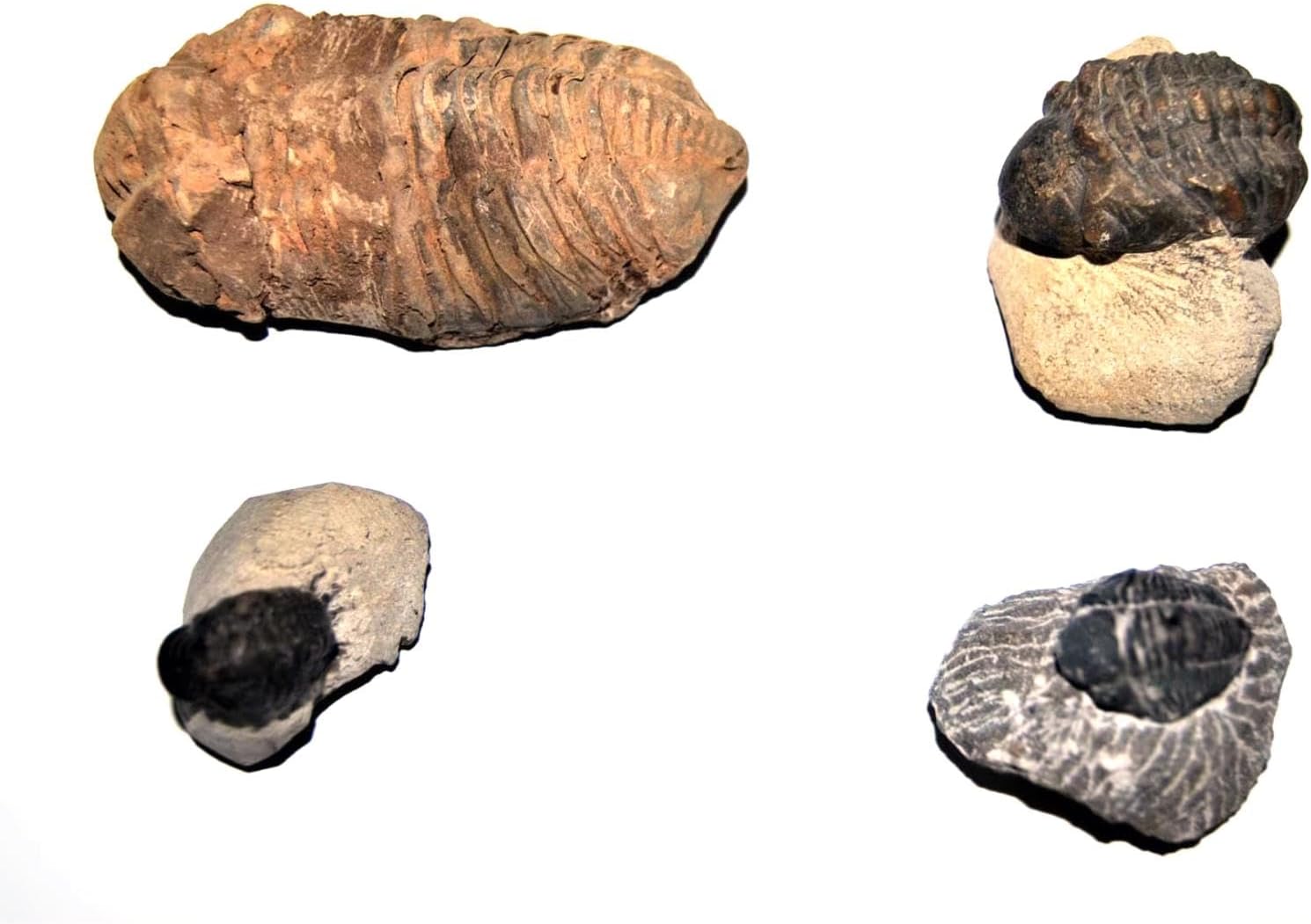 Trilobite Real Fossils Collector Lot of 4 Different Species E444#17972