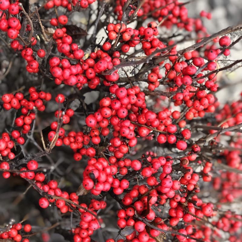 Winterberry Holly Plant Live Ready to Grow in 4 Inch Container, Red Holly Bush Live Plant for Planting, Winterberry Holly Shrub