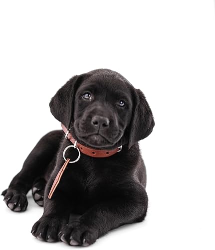 Personalized Leather Dog Collar - Dog Collar, Leather Dog Collar, Personalized, Personalized Dog, Rustic, Puppy Collar, Cat Collar