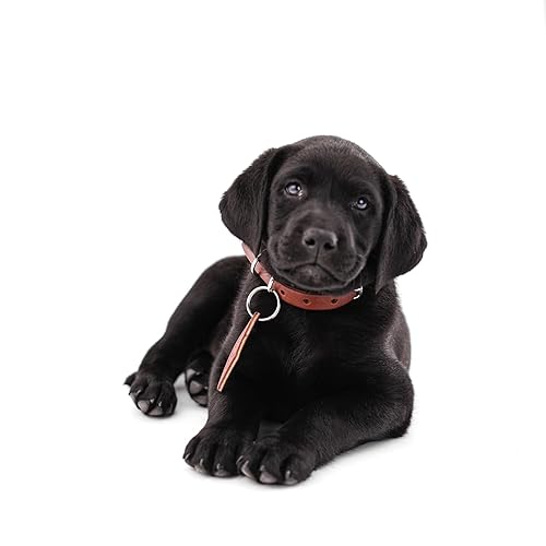 Personalized Leather Dog Collar - Dog Collar, Leather Dog Collar, Personalized, Personalized Dog, Rustic, Puppy Collar, Cat Collar, Dog Collar