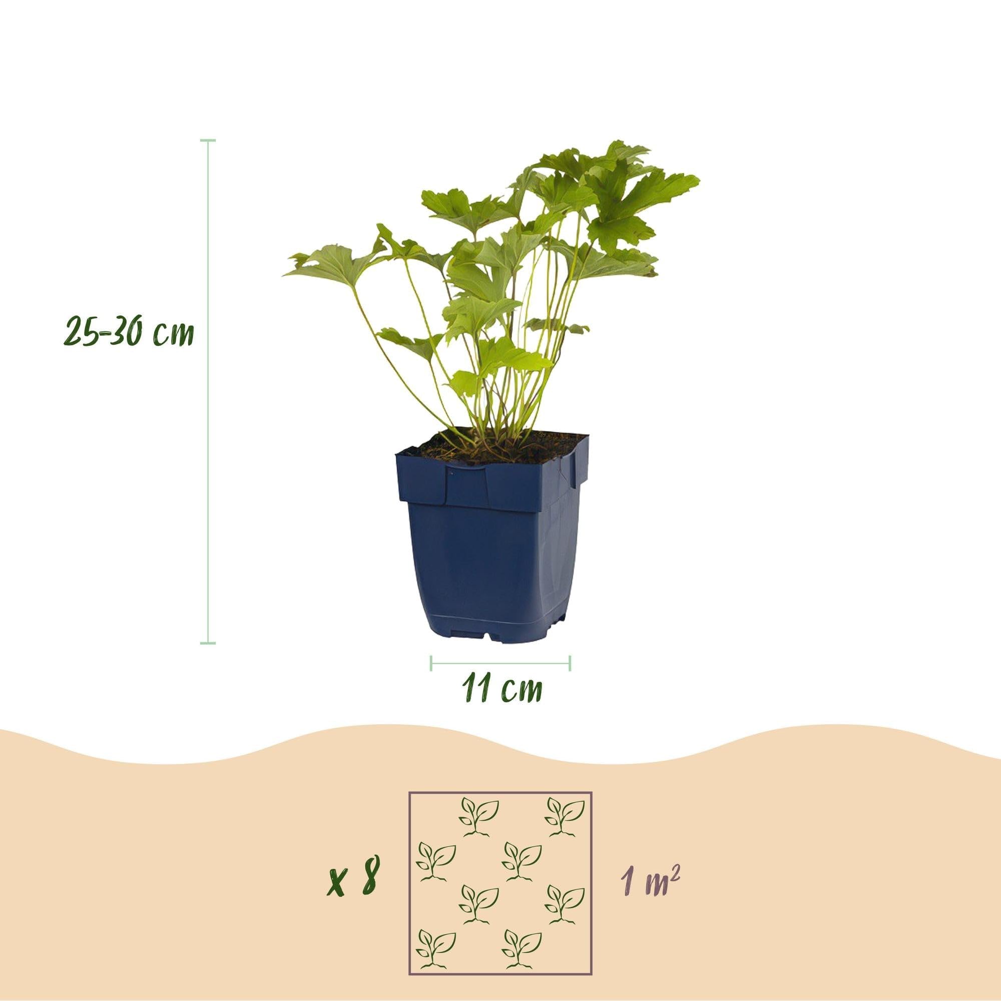 Zestaw bylin – białe – 8 bylin – na 1 m² – różne kolory – niewielka pielęgnacja – doniczka 11 cm