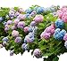 Endless Summer Reblooming Hydrangea - Live Plant - 4" JumpStarts Plug