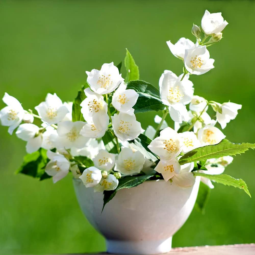 DFBTYG 20pcs Jasmine Seeds Grow Your Own Classic Flowers Like Stars Easy to Maintain Suitable for Novice Gardeners and Beginners