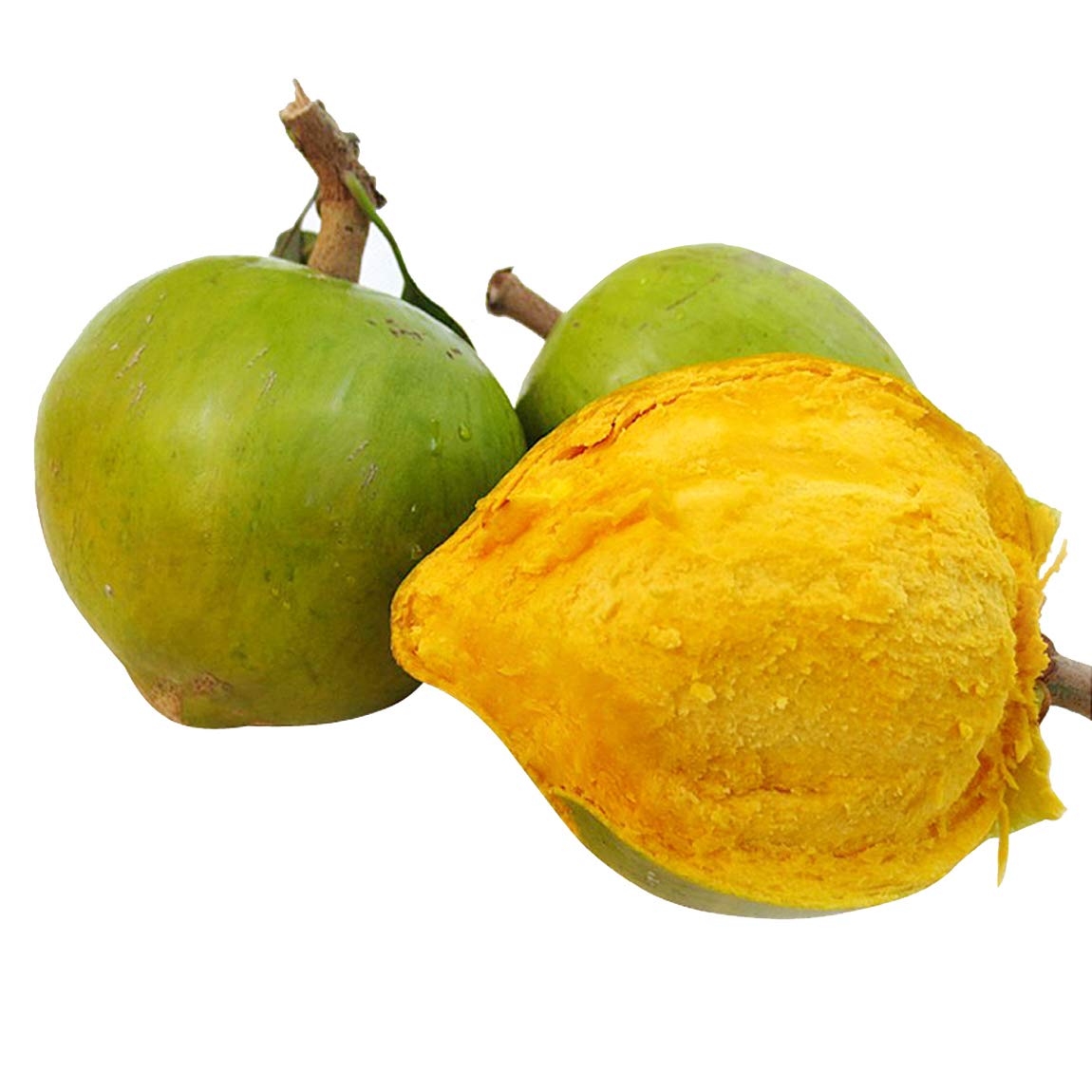 See full amazon price history chart for Nema Lucuma Nervosa Egg Yolk Fruit Seeds-10Pcs Nema Lucuma Nervosa Egg Yolk Fruit Seeds-10Pcs (B07SG3YYGP) Amazon Price History, Amazon Price Tracker