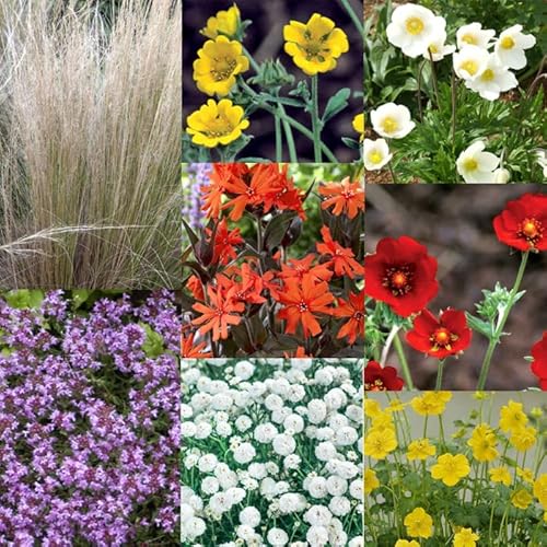 宿根草 苗 セット ９ｃｍロングポット 草丈の低い ６品種 見計らい アソートセット イングリッシュガーデン 庭 園芸 ガーデニング 苗物 ナチュラル ガーデン庭園 宿根草 セット