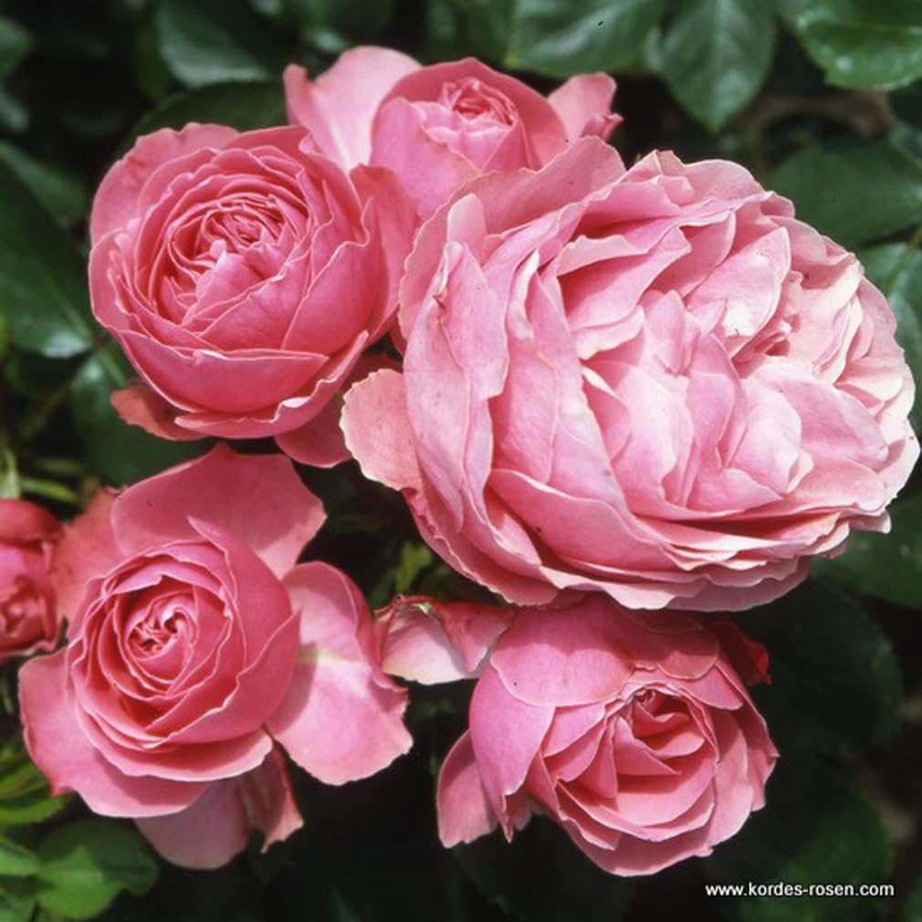 2 x Rose - Rosa 'Larissa' Topf 25-30 cm - Die remontierende Rose mit zartrosa Blüten von Kordes