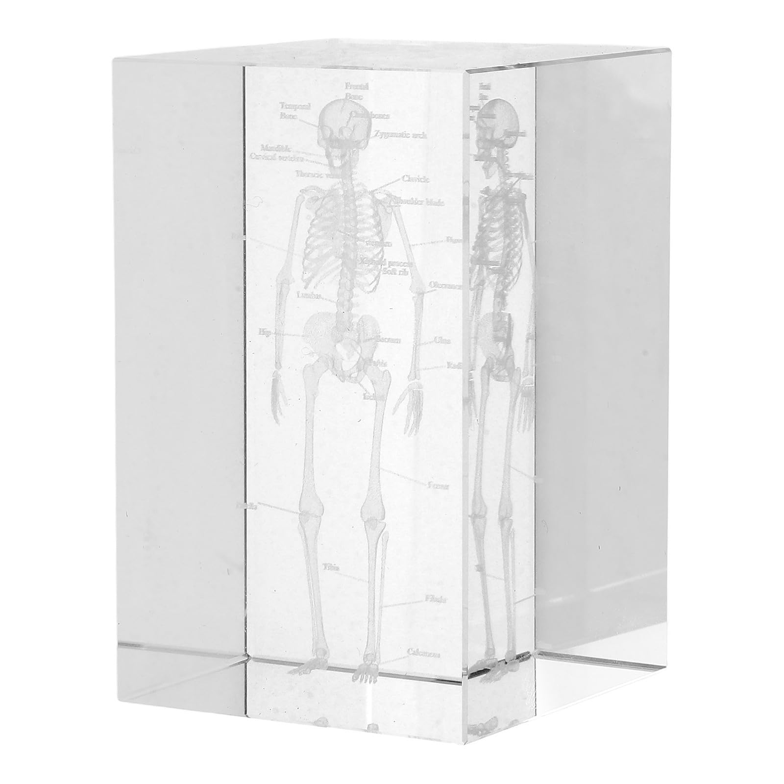 Cube de gravure interne ABOOFAN, modèle anatomique 3D pour sublimer un bureau médical - 8