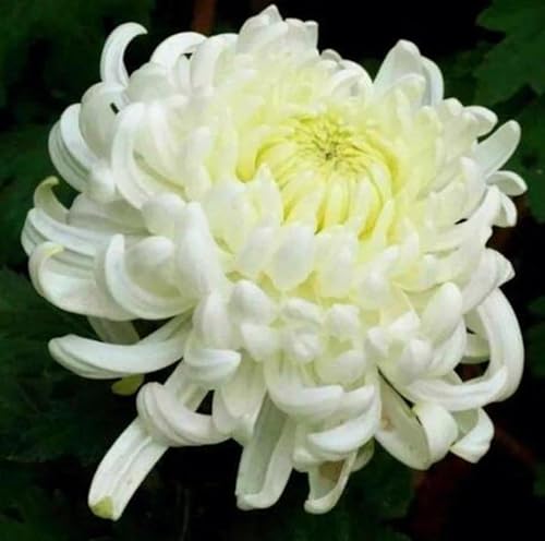 Miniatura 7 de 120 semillas de crisantemo auténtica araña china rara flor comestible PeavyTailor (té) flor blanca exótica