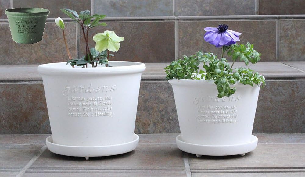 Eco Pot/Flower Pot, Shallow Type, No. 8, Green Papier