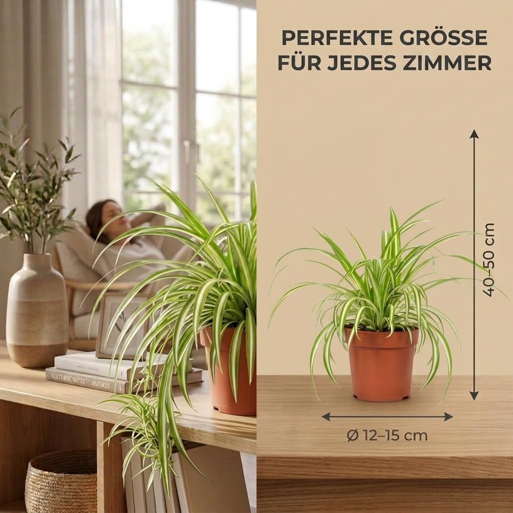 Grnlilie | 3er-Set | Chlorophytum | ca. 40-50 cm |  12-15 cm Topf |  Pflegeleichte Zimmerpflanzen fr Wohnung und Bro | Qualitt vom Pflanzen  Profi | Ideale Raumbegrnung : Amazon.de: Garten