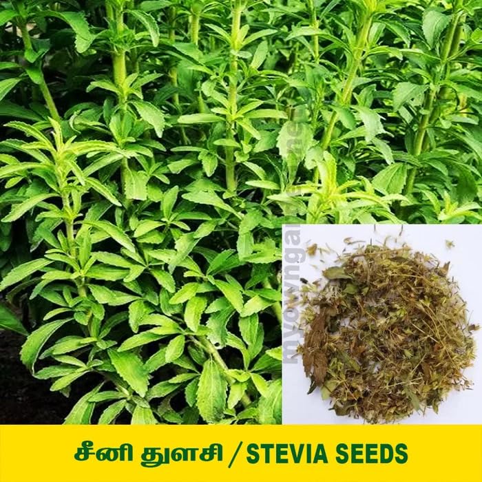 Image of Fresh Stevia Live Plant, Natural Sugar Alternative Herb, Medicinal Garden Plant for Home Growing, Single Pack without Pot