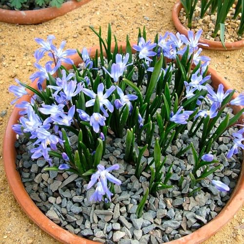 Chionodoxa Luciliae Glory of The Snow – Top Size Spring