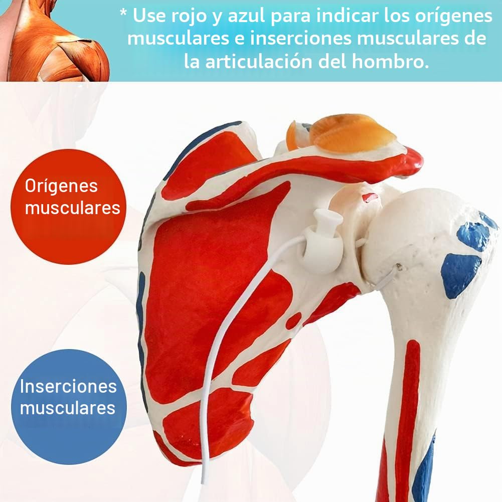 EVOTECH SCIENTIFIC Modelo de articulación del hombro de anatomía médica, colorido, réplica de la articulación del hombro Norma para consultorios médicos, material didáctico para la enseñanza médica