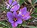 10 Saffron Crocus Sativus Corms - These are The Crocus Sativus Corms That Produce The Saffron Spice. Instructions are Included