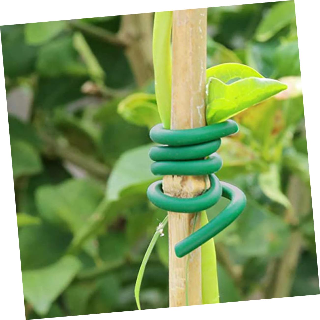 Attaches de Fixation pour Plantes de Jardin, 2 Rouleaux Tpr Fer Vert