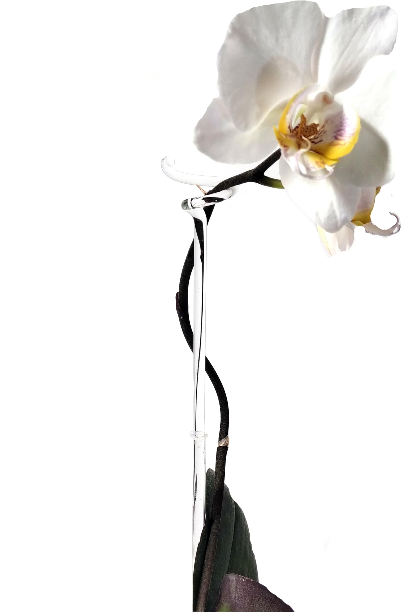 4 Stück Orchideenstab Glas (längenverstellbar)