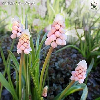 Amazon.co.jp: ITANSE ムスカリ・ピンクサンライズ5球【品種で