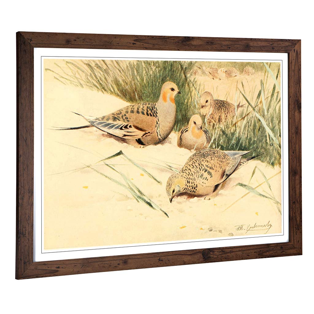 Big Box Art Framed Print of Vintage W Kuhnert Pallas's Sandgrouse Design | Wall Art Picture | Home Decor for Kitchen, Living Room, Bedroom, Hallway, Walnut, A2 / 24.5x18 Inch / 62x45cm