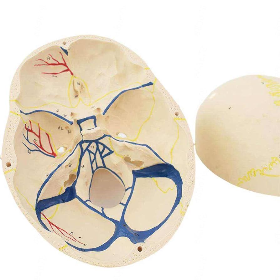 Amazon.co.jp: 頭蓋骨モデル 頭蓋骨を分解・組立 頭蓋骨の構造が