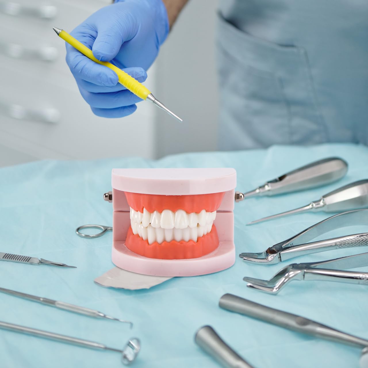 VALICLUD Modelo De Dientes Estándar Dental Herramienta Didáctica Plástico Ecológico 3D 3.62X2.95X2.00In