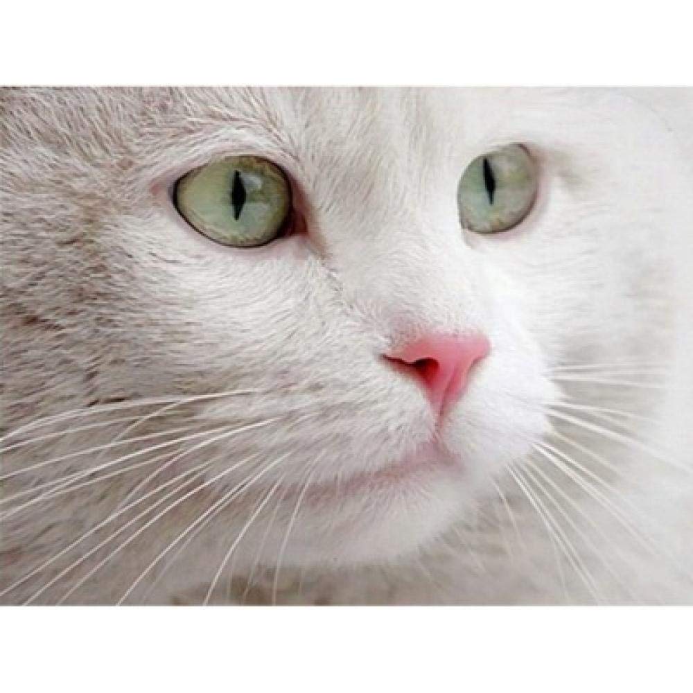 Peinture diamant 5D chat persan idée cadeau broderie toile 50x60