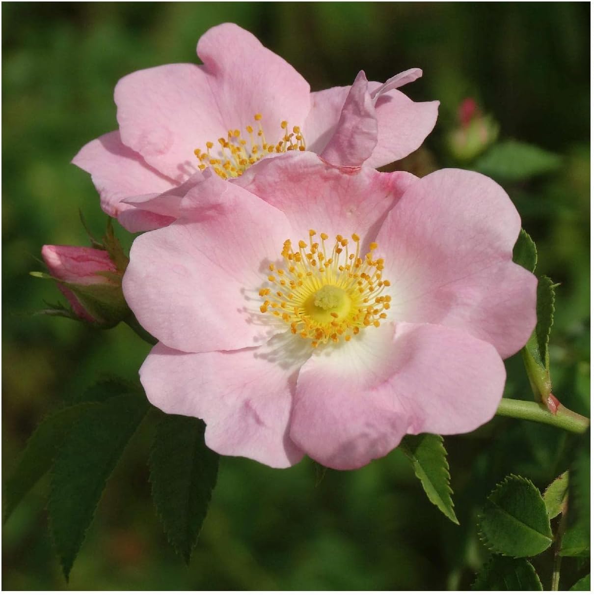 Everwilde Farms - 1/4 Lb Pasture Rose Native Wildflower Seeds - Gold Vault