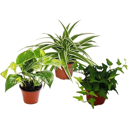 Exotenherz - Rankpflanzen Set fürs Zimmer mit 3 Pflanzen - 9cm